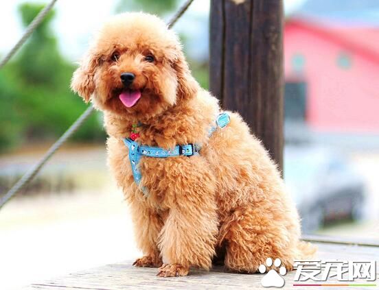 標准貴賓犬體重 標准體重3到6公斤左右