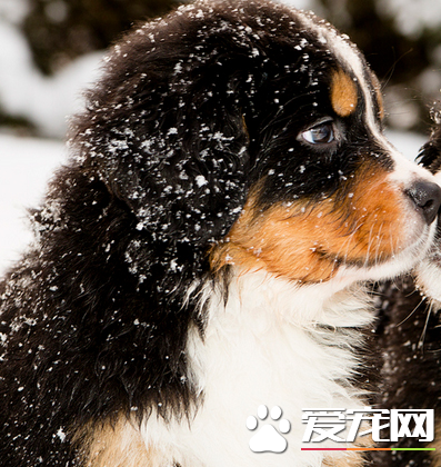 伯恩山犬能看家護院嗎 訓練伯恩山犬看家