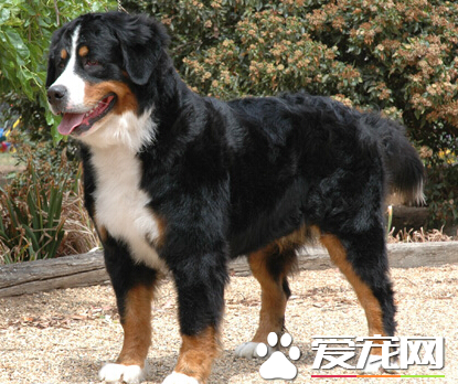 伯恩山犬能看家護院嗎 訓練伯恩山犬看家