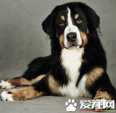 伯恩山犬會亂叫嗎 伯恩山犬應當如何喂養