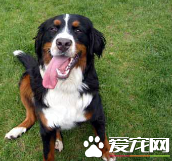 伯恩山犬會亂叫嗎 伯恩山犬應當如何喂養