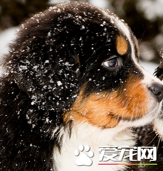 伯恩山犬看家嗎 有極強的意欲與主人溝通