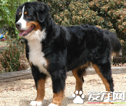 伯恩山犬看家嗎 有極強的意欲與主人溝通