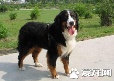 伯恩山犬會有攻擊性嗎 領地意識很強的動物