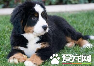 伯恩山犬會有攻擊性嗎 領地意識很強的動物