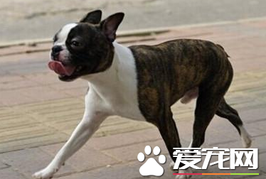 波士頓梗飼養 應經常注意犬的精神狀態