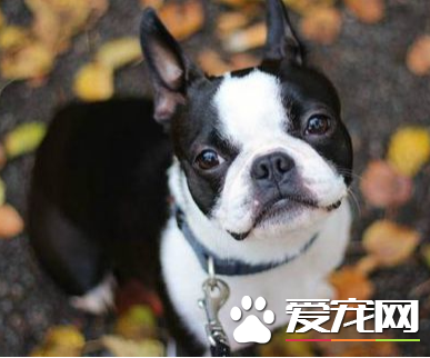 波士頓梗飼養 應經常注意犬的精神狀態