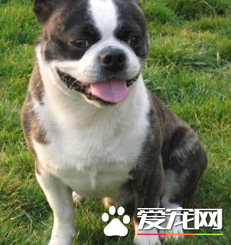 波士頓梗缺點 波士頓梗易發生脊柱癱瘓現象
