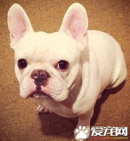 波士頓梗犬怎麼樣 波士頓梗的喂養方法