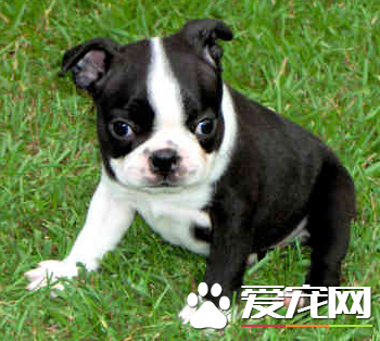 波士頓梗犬怎麼樣 波士頓梗的喂養方法