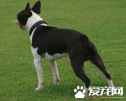 波士頓梗犬有尾巴嗎 這種狗幾乎就是沒有尾巴