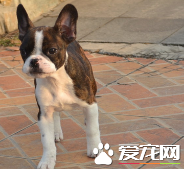波士頓梗犬有尾巴嗎 這種狗幾乎就是沒有尾巴