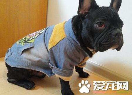 波士頓梗犬性格 波士頓梗是一種友善而活躍的狗