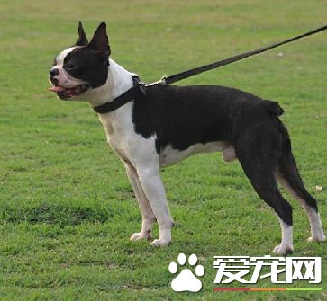波士頓梗犬習性 波士頓梗的生活習性