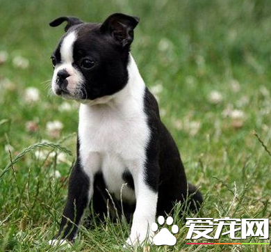 波士頓梗犬習性 波士頓梗的生活習性