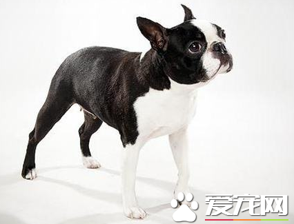 波士頓梗犬和法斗的區別 區別法斗和波士頓梗方法