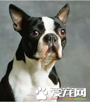 波士頓梗犬和法斗的區別 區別法斗和波士頓梗方法