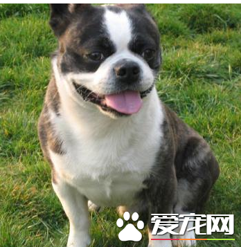 波士頓梗犬好養嗎 波士頓梗犬喂食要點