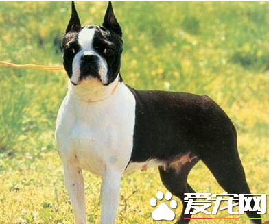 波士頓梗犬好養嗎 波士頓梗犬喂食要點