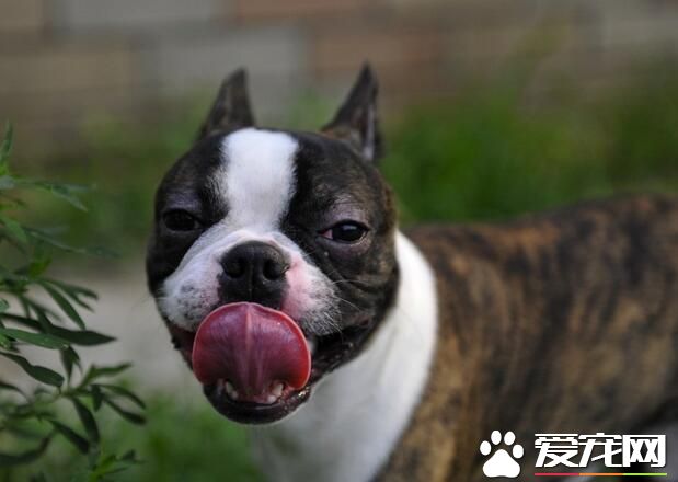 波士頓梗智商 智商在狗中排名第五十四