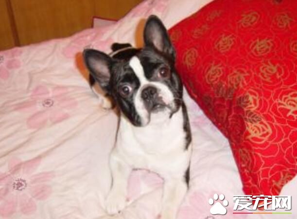 波士頓梗智商 智商在狗中排名第五十四