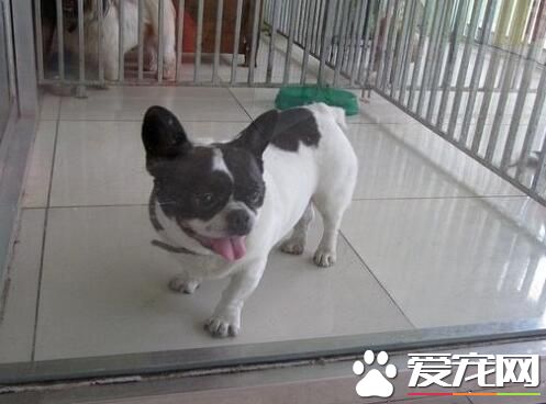 波士頓梗智商 智商在狗中排名第五十四