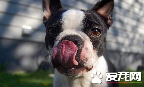 波士頓梗凶嗎 作為伴侶犬在美國頗受青睐