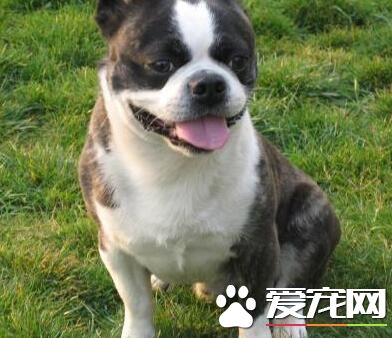 波士頓梗凶嗎 作為伴侶犬在美國頗受青睐