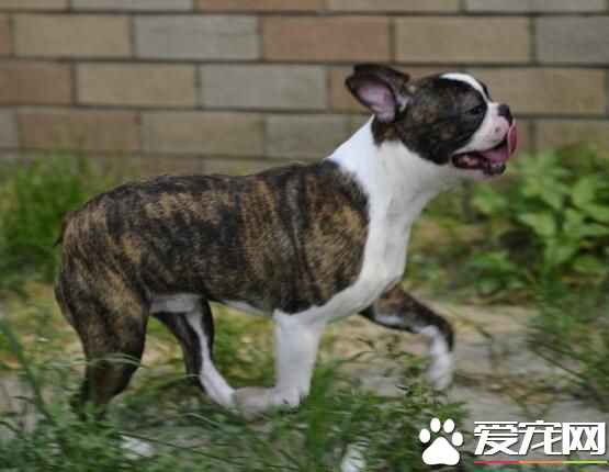 波士頓梗體味程度 波士頓梗體味還是比較重的
