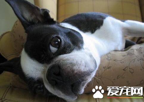 波士頓梗凶嗎 作為伴侶犬在美國頗受青睐