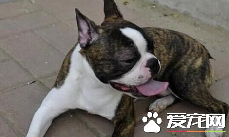 波士頓梗不掉毛嗎 在春秋兩季要換毛