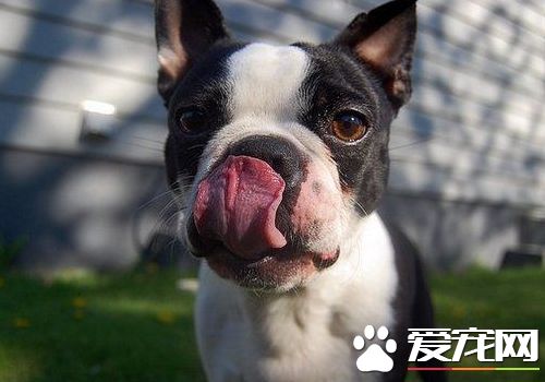 波士頓梗不掉毛嗎 在春秋兩季要換毛