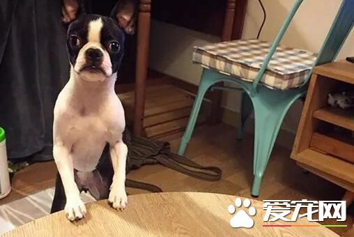 波士頓梗不掉毛嗎 在春秋兩季要換毛