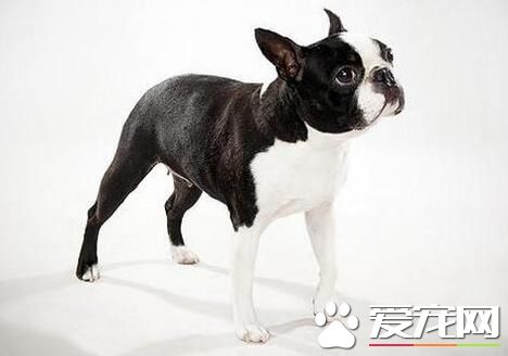 波士頓梗初養適應度 波士頓梗初養對犬進行調教