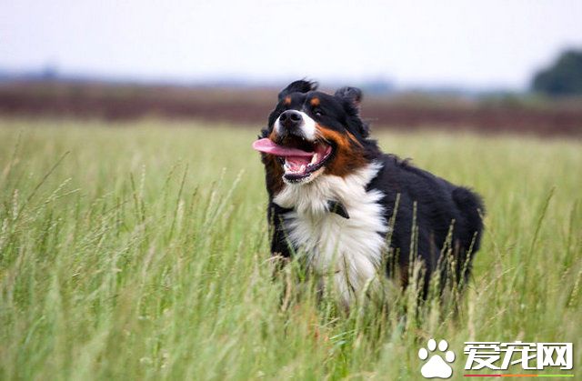 伯恩山犬會帶孩子嗎 伯恩山犬不可帶小孩