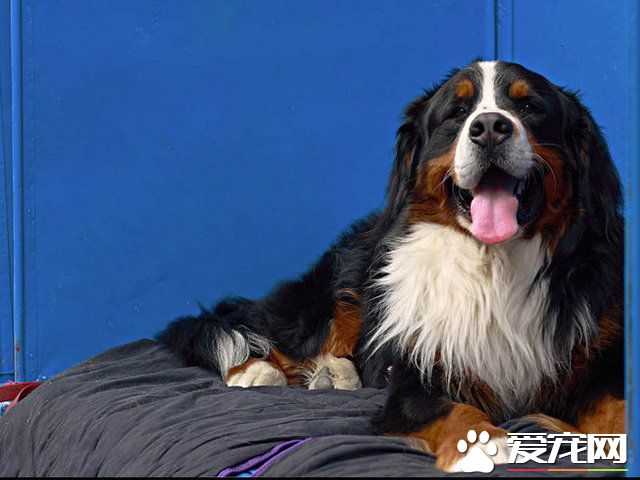 伯恩山犬和金毛哪個好 伯恩山犬是理想的家庭犬