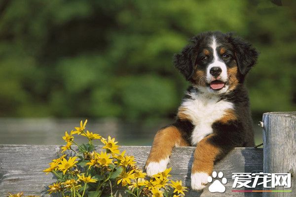 伯恩山犬會帶孩子嗎 伯恩山犬不可帶小孩