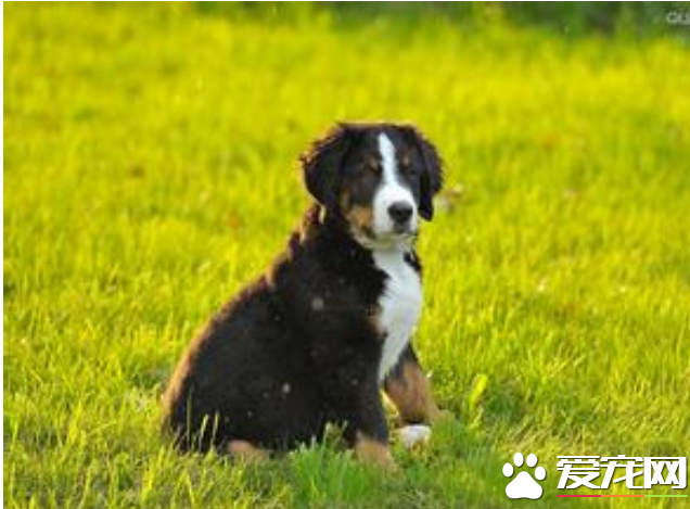 伯恩山犬多大 伯恩山犬身高在50到70厘米