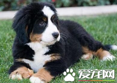 伯恩山犬掉毛嗎 伯恩山犬掉毛處理方法