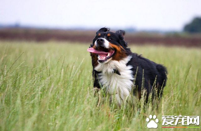 伯恩山犬掉毛嗎 伯恩山犬掉毛處理方法