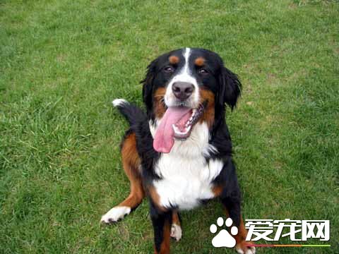 伯恩山犬掉毛嗎 伯恩山犬掉毛處理方法