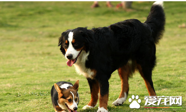 伯恩山犬的樣子 伯恩山犬外形特征表現