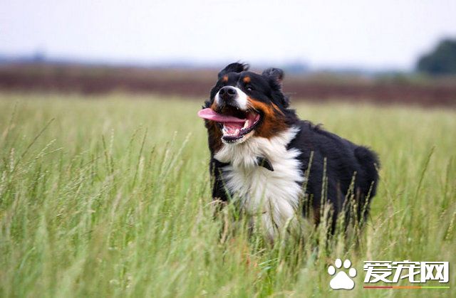 伯恩山犬的樣子 伯恩山犬外形特征表現