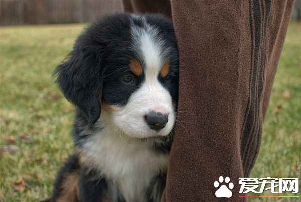 伯恩山犬的壽命 大多都是十歲到十五歲之間