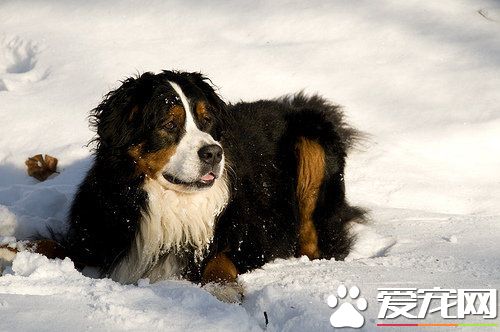 伯恩山犬的壽命 大多都是十歲到十五歲之間