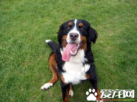 伯恩山犬的壽命 大多都是十歲到十五歲之間