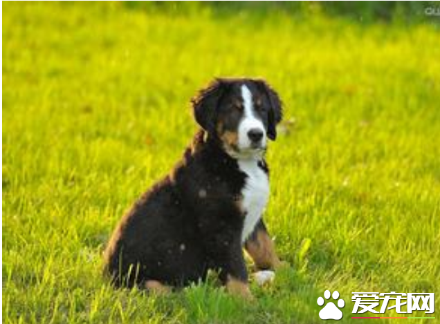伯恩山犬的缺點有哪些 伯恩山犬心理成熟慢