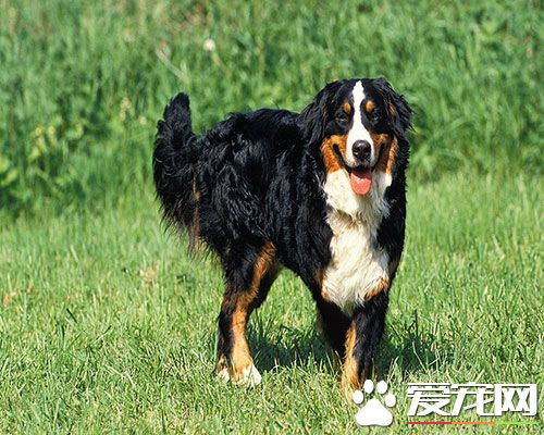 伯恩山犬的缺點有哪些 伯恩山犬心理成熟慢