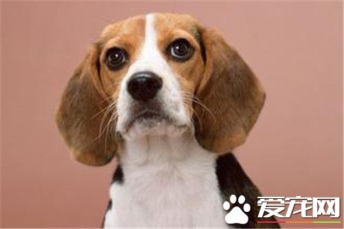 比利時牧羊犬多久成年 成長到6到8月開始發情