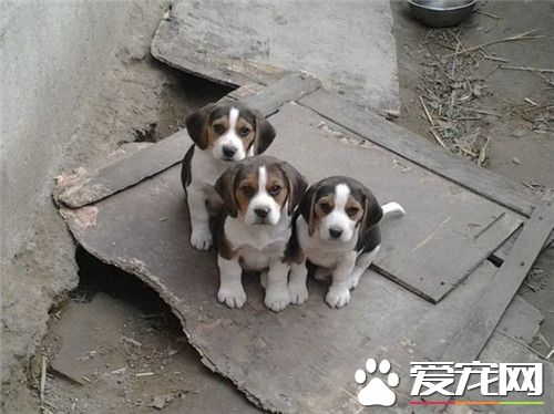 比利時牧羊犬多久成年 成長到6到8月開始發情